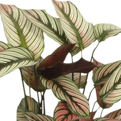 Plante de l'ombre Calathea 'White Star' vert-blanc-rose - Un feuillage graphique unique
