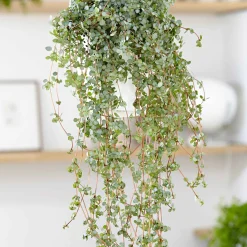 Plante à monnaie chinoise Pilea glaucophylla avec pot suspendu en plastique - Plante suspendue - Cascade verte prête à suspendre