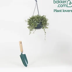 Plante à monnaie chinoise Pilea glaucophylla avec pot suspendu en plastique - Plante suspendue - Cascade verte prête à suspendre