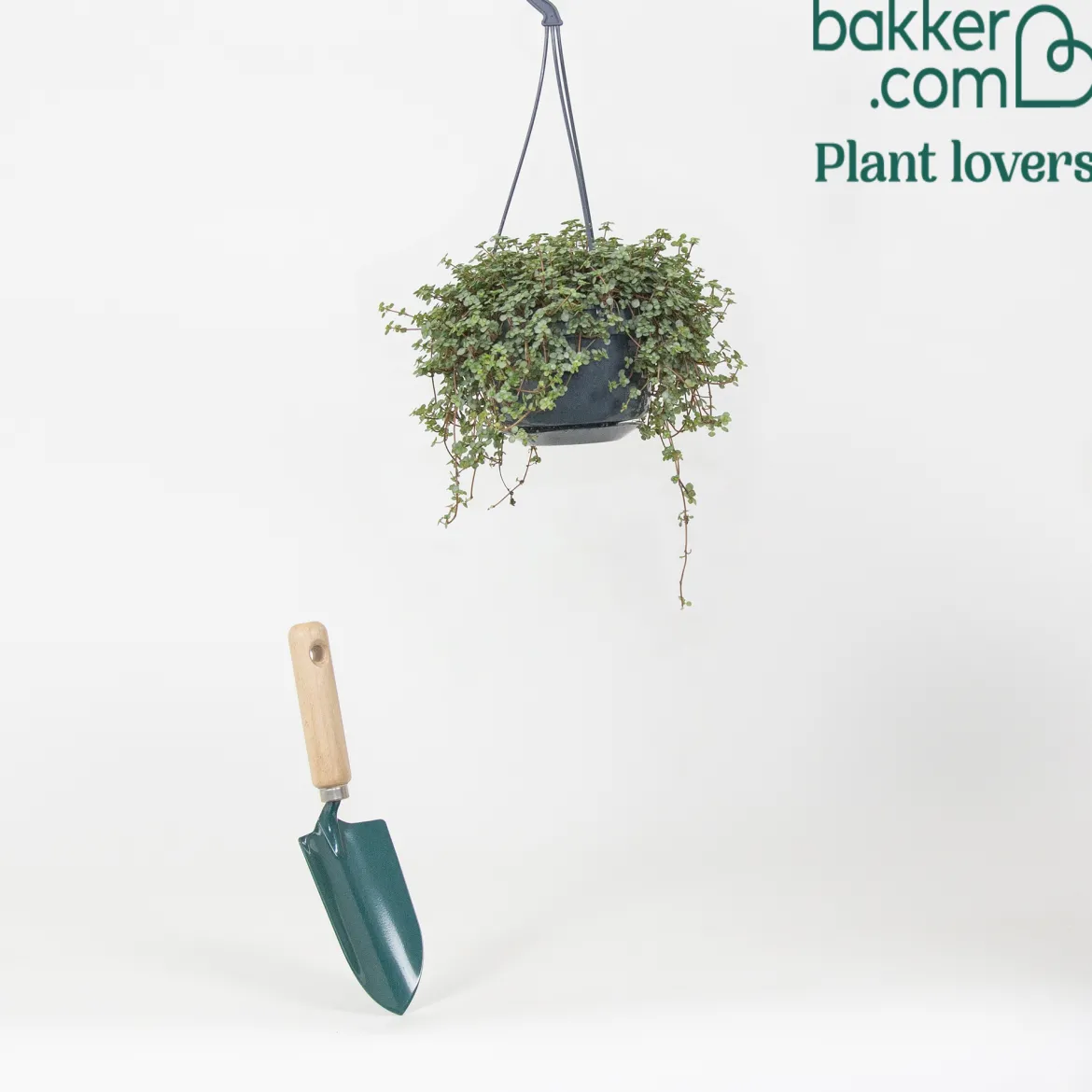 Plante à monnaie chinoise Pilea glaucophylla avec pot suspendu en plastique - Plante suspendue - Cascade verte prête à suspendre