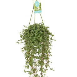 Plante à monnaie chinoise Pilea glaucophylla avec pot suspendu en plastique - Plante suspendue - Cascade verte prête à suspendre