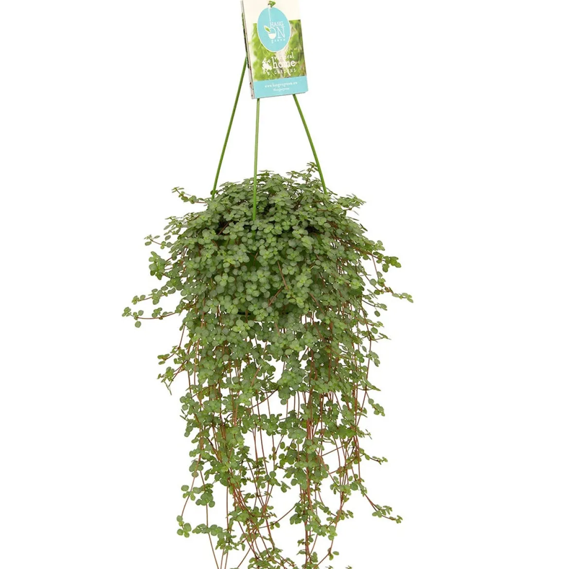 Plante à monnaie chinoise Pilea glaucophylla avec pot suspendu en plastique - Plante suspendue - Cascade verte prête à suspendre