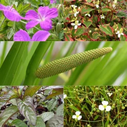 5 plantes de bassin et de berge parfumées en mélange - Aromatiques et ornementales