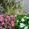 3 plantes de bassin - Idéal pour bordures de bassins