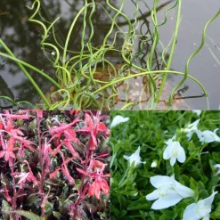 3 plantes de bassin - Idéal pour bordures de bassins