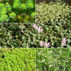5 plantes de bassin oxygénantes en mélange - Oxygène le bassin