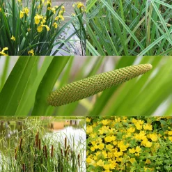5 plantes de bassin purificatrices en mélange 'Clear Water' - Purifient l'eau du bassin