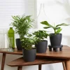 Plantes d'intérieur tropicales et ses cache-pots gris ELHO - Idéales pour illuminer vos intérieurs