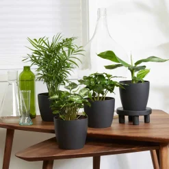 Plantes d'intérieur tropicales et ses cache-pots gris ELHO - Idéales pour illuminer vos intérieurs