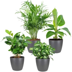 Plantes d'intérieur tropicales et ses cache-pots gris ELHO - Idéales pour illuminer vos intérieurs