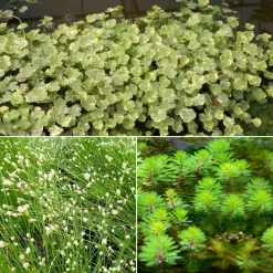 3 plantes oxygénantes en mélange - Parfait pour un étang sain
