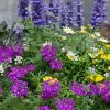 3 plantes vivaces de jardin 'Bee Friendly' en mélange - Un jardin qui bourdonne de vie