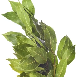 Plant Laurier sauce - Vos feuilles toujours à portée