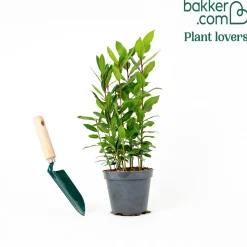 Plant Laurier sauce - Vos feuilles toujours à portée