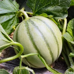 Plant Melon Edgar F1 - Melons sucrés dès juillet