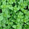 Plant Menthe marocaine - Le vrai thé à la menthe
