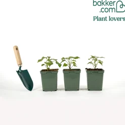 Plant Patate douce - Récoltez vos patates douces