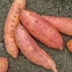 Plant Patate douce - Récoltez vos patates douces