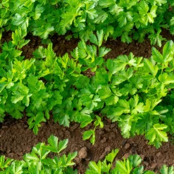 Plant Persil commun - Du persil frais toute la saison