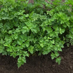 Plant Persil commun - Du persil frais toute la saison