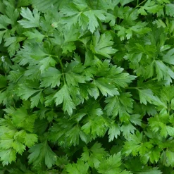 Plant Persil commun - Du persil frais toute la saison