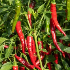Plant Piment de Cayenne - Du piquant fait maison