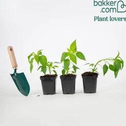 Plant Piment de Cayenne - Du piquant fait maison