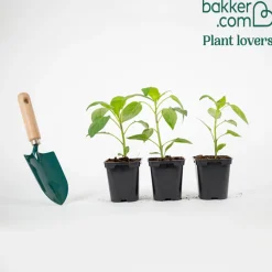Plant Poivron Bellania - Des poivrons rouges tout l'été