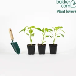 Plant Poivron Lamuyo - Des poivrons charnus tout l'été