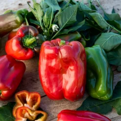 Plant Poivron Lamuyo - Des poivrons charnus tout l'été