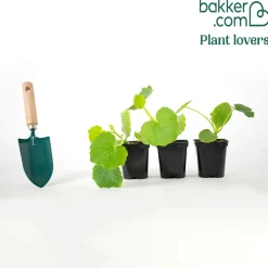 Plant Potimarron - Une chair douce et fondante