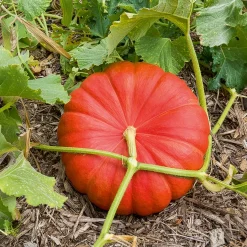 Plant Potiron - Récoltez de gros potirons