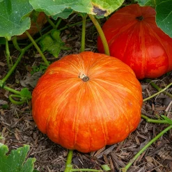 Plant Potiron - Récoltez de gros potirons