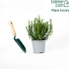 Plant Romarin - Récolte fraîche toute l'année