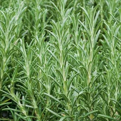 Plant Romarin - Récolte fraîche toute l'année