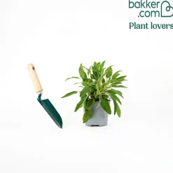 Plant Sauge officinale - Feuilles fraîches à portée