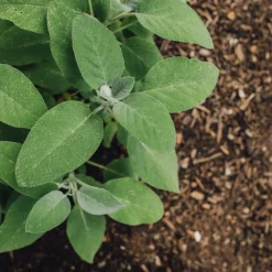 Plant Sauge officinale - Feuilles fraîches à portée