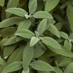 Plant Sauge officinale - Feuilles fraîches à portée