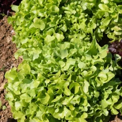 6 Plants de Laitue à feuilles de chêne blonde - Des salades tendres en 6 semaines