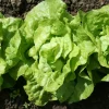 6 Plants de Laitue pommée Appia - Des salades fraîches tout l'été