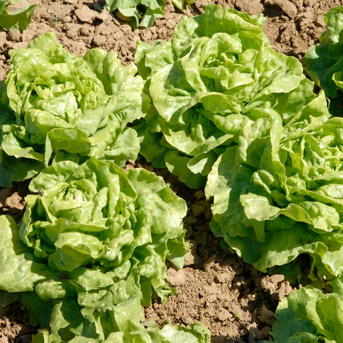 6 Plants de Laitue pommée Novappia - Salade croquante en 6 semaines