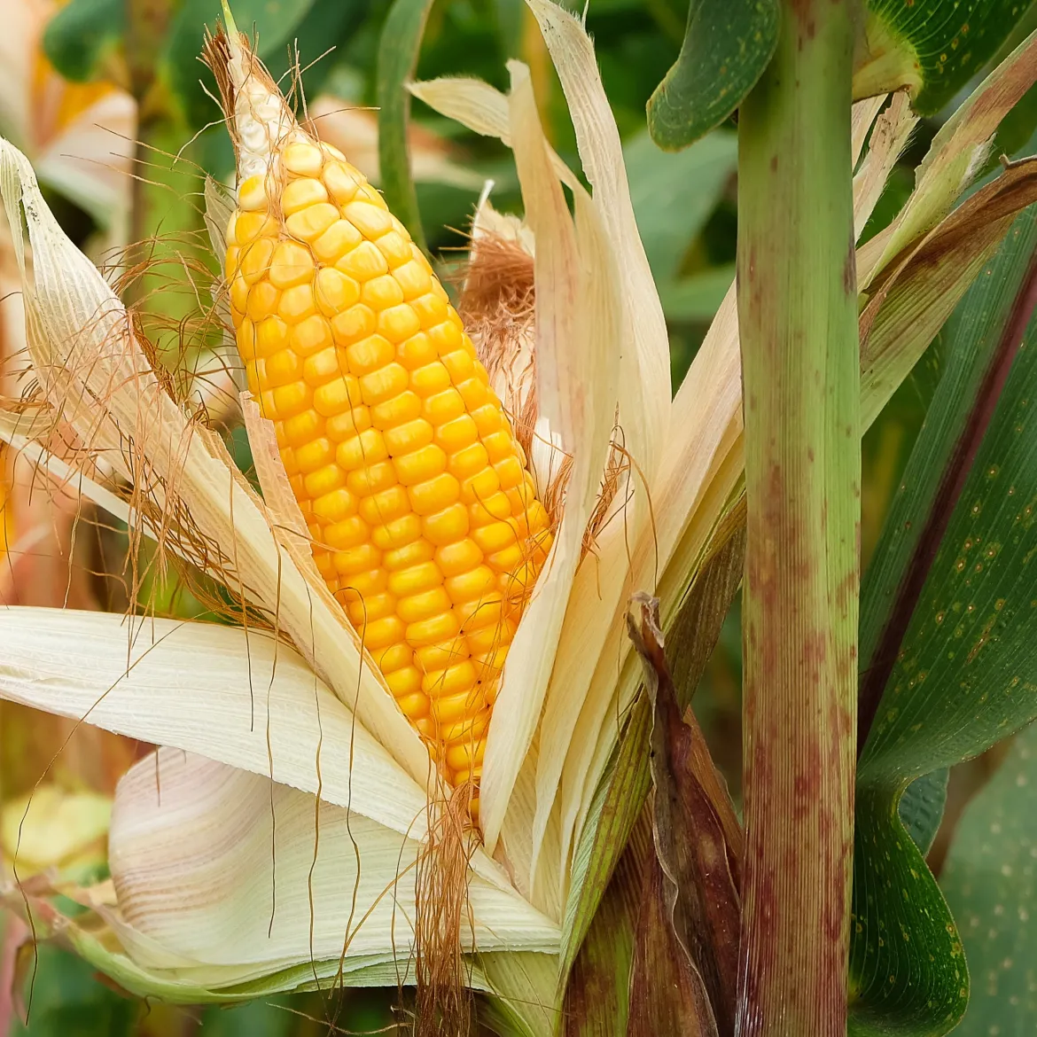 3 Plants de maïs à popcorn - Votre popcorn maison au jardin