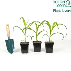 3 Plants de maïs à popcorn - Votre popcorn maison au jardin