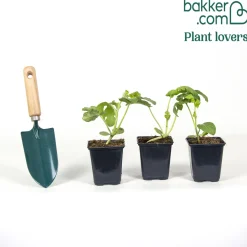 3 Plants de Pastèque mini-love - Des mini pastèques faciles