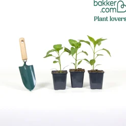 3 Plants de Piment Gorria - Le piment doux du Pays basque