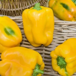 3 Plants de Poivron Jaune Tenor F1 - Récolte jaune et sucrée