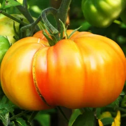 3 Plants de Tomate Ananas - Grosse tomate douce et sucrée