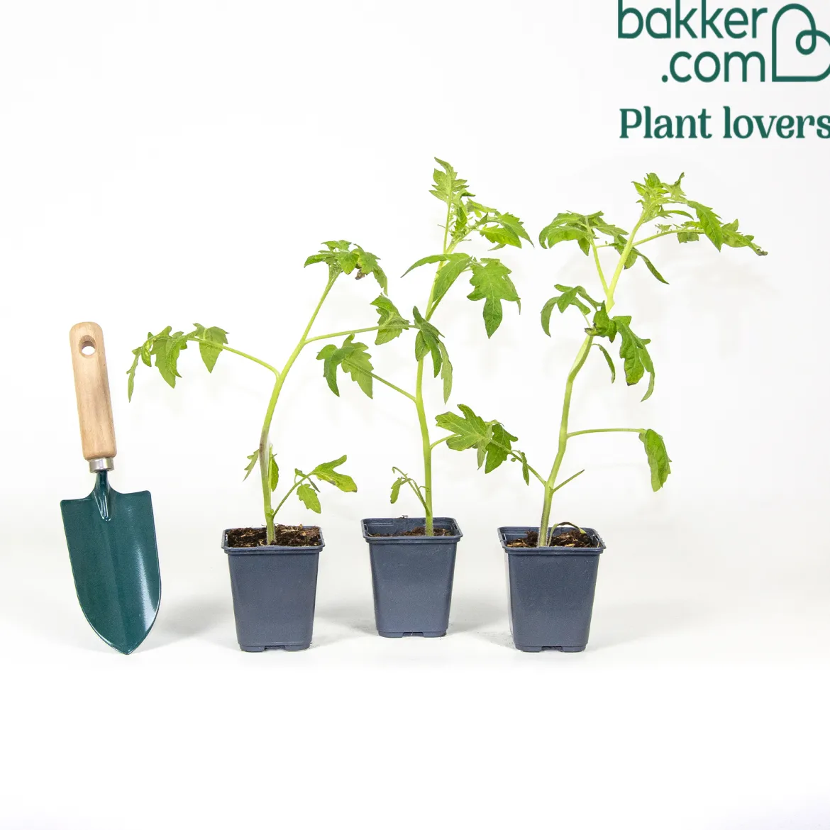 3 Plants de Tomate Ananas - Grosse tomate douce et sucrée