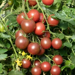 3 Plants de Tomate Cerise Black Cherry - Des cerises sucrées tout l'été