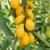 3 Plants de Tomate Cerise Yellow Pearshed - Récolte jaune tout l'été